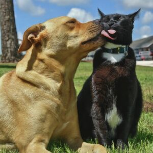 A Pet Dog and Cat Playing and Licking Outside Palm Isle Apartments in Biloxi, MS